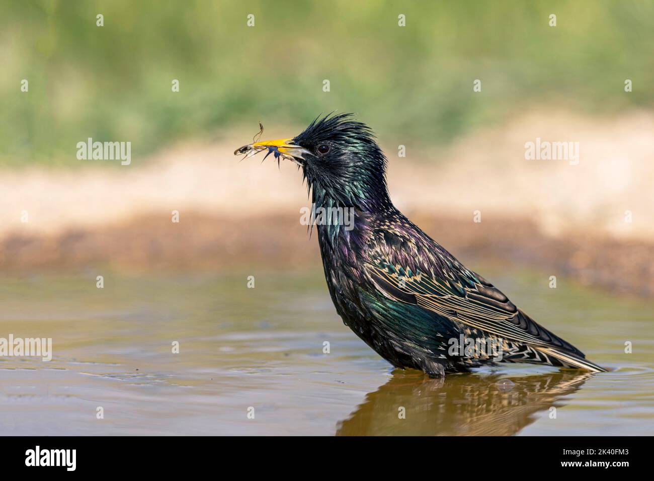common starling (Sturnus vulgaris), stands in a water place with a feather in the bill, Spain, Katalonia, Montgai Stock Photo