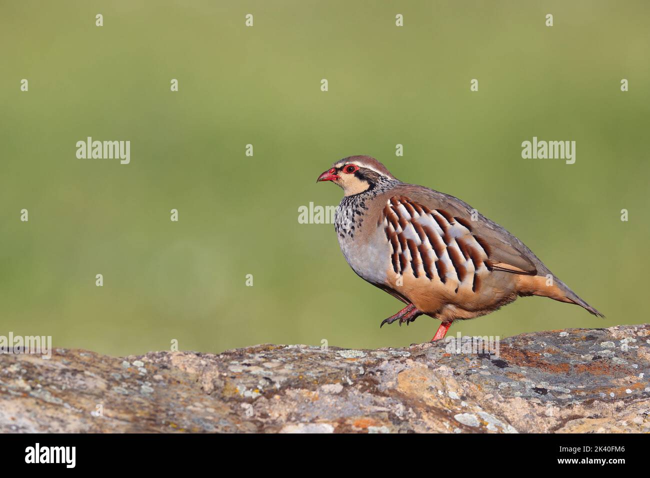 red-legged partridge (Alectoris rufa), walks on a stone wall, Spain, Extremadura Stock Photo