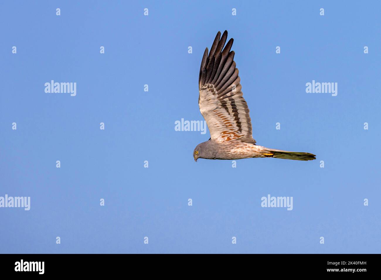 montague's harrier (Circus pygargus), male in flight, Spain, Extremadura Stock Photo