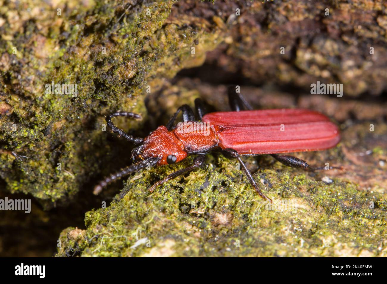 Cinnabar flat bark beetle (Cucujus cinnaberinus), sits on bark, Germany Stock Photo