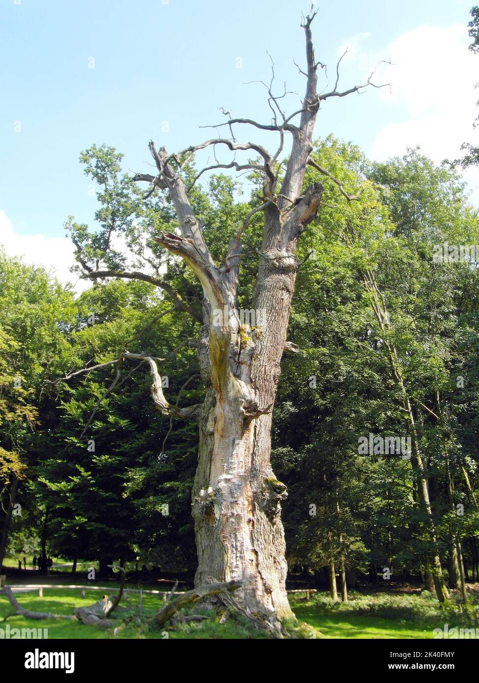 common oak, pedunculate oak, English oak (Quercus robur, Quercus