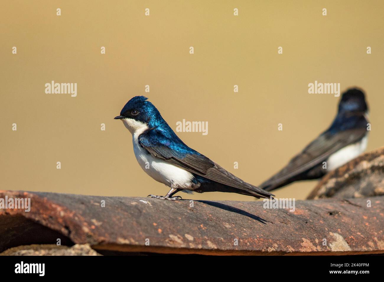 blue and white swallow (Notiochelidon cyanoleuca), perched on a roof, Brazil, Serra da Canastra National Park Stock Photo