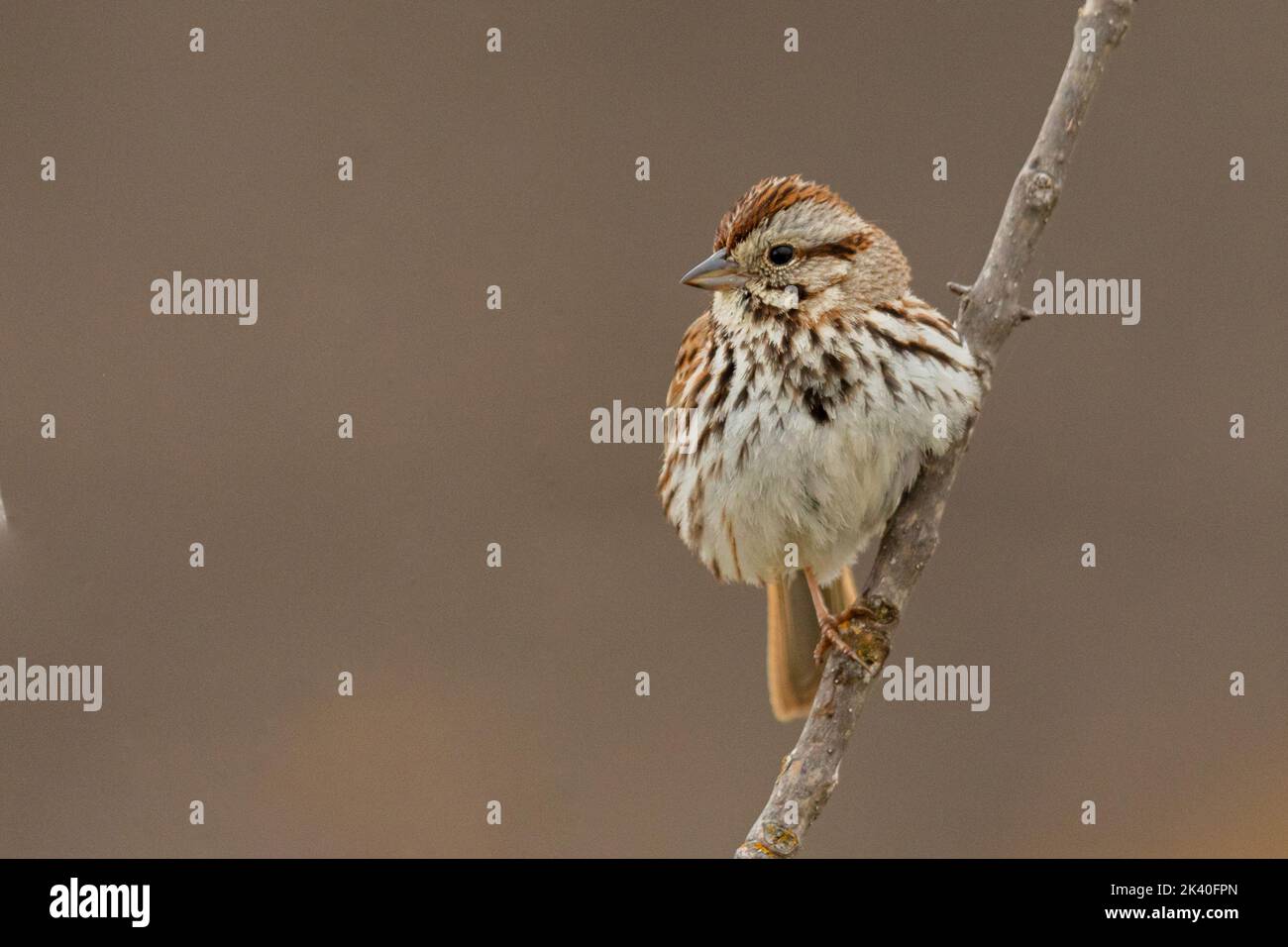 Song sparrow (Melospiza melodia), perched on a branch, Canada, Manitoba, Riding Mountain National Park Stock Photo