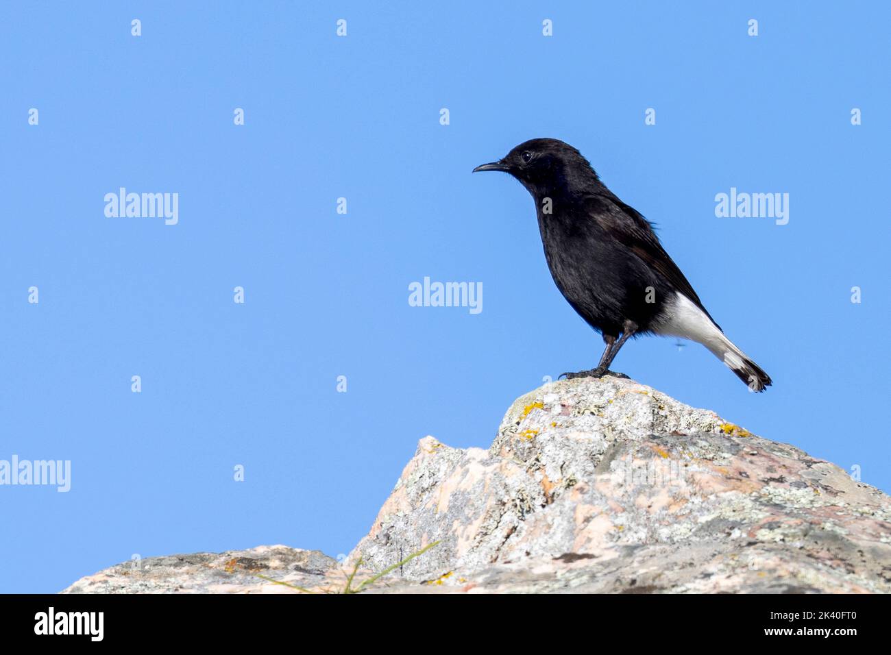 black wheatear (Oenanthe leucura), male stands on a rock, Spain, Extremadura, Puebla de Alcocer Stock Photo