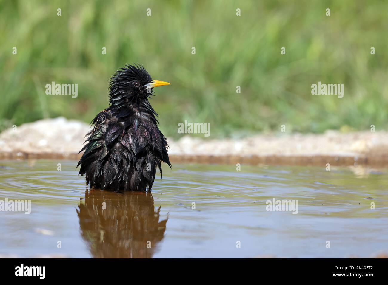 common starling (Sturnus vulgaris), stands in a water place, Spain, Katalonia, Montgai Stock Photo