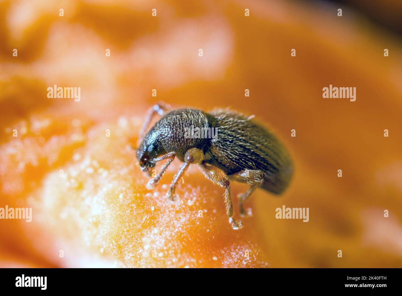 weevil (Barypeithes pellucidus, Exomias pellucidus), sits on a flower ...