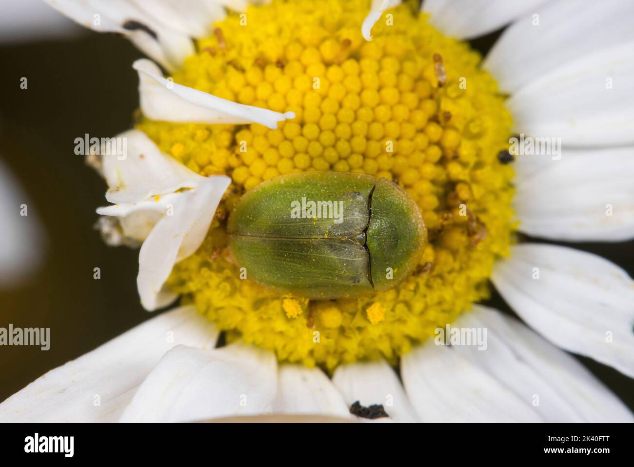 tortoise beetle (Cassida leucanthemi), sits on an ox-eye daisy, Germany Stock Photo