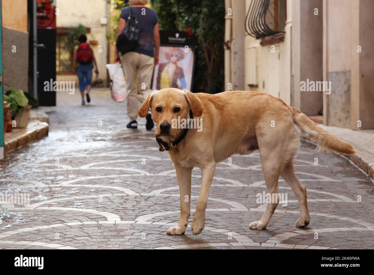 This is a dog roam freely without a host on one of the streets of the French seaside town. Stock Photo