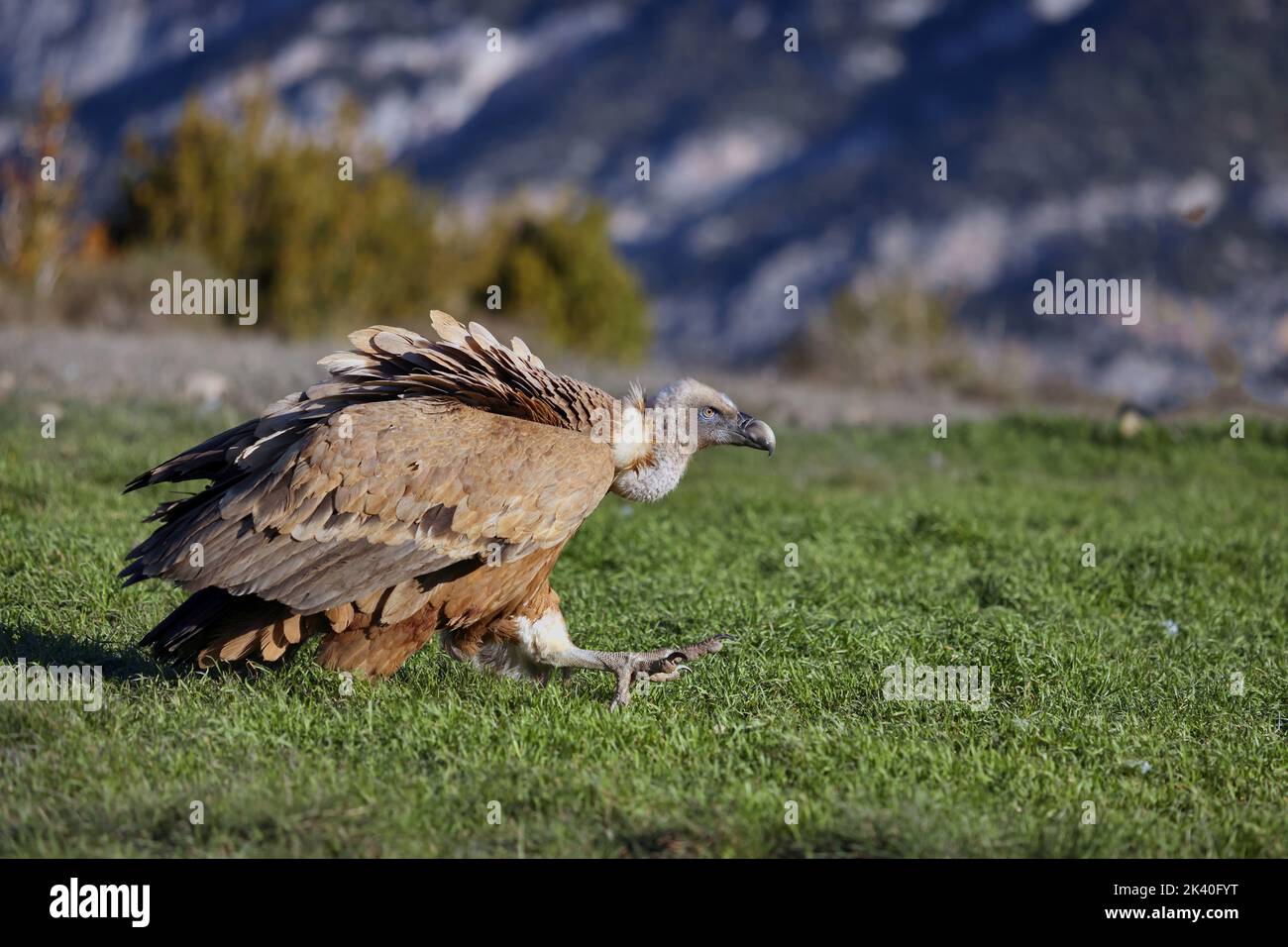 griffon vulture (Gyps fulvus), adult foraging in a mountain meadow, Spain, Katalonia, Solsona Stock Photo
