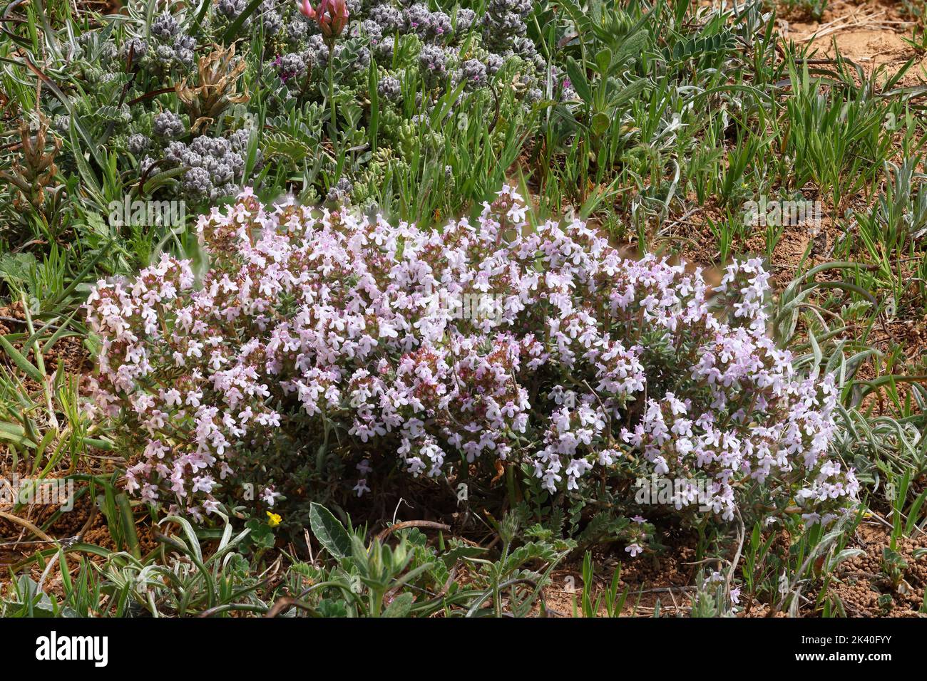 English thymes hires stock photography and images Alamy