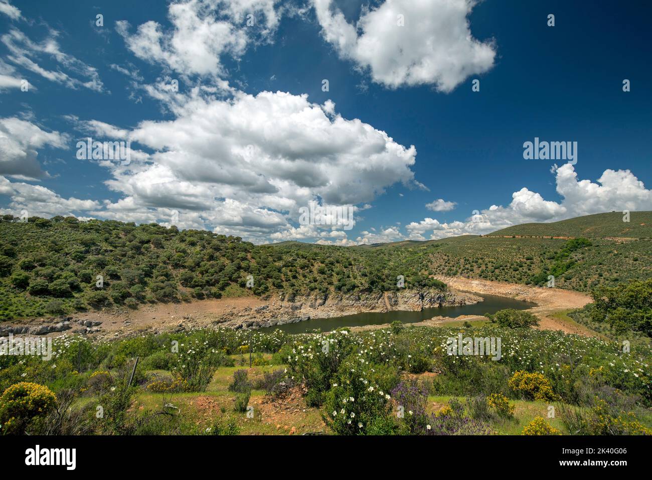 flowering rock roses at the Tajo reservoir near Mirador La Tajadilla, Spain, Extremadura, Monfrague National Park Stock Photo