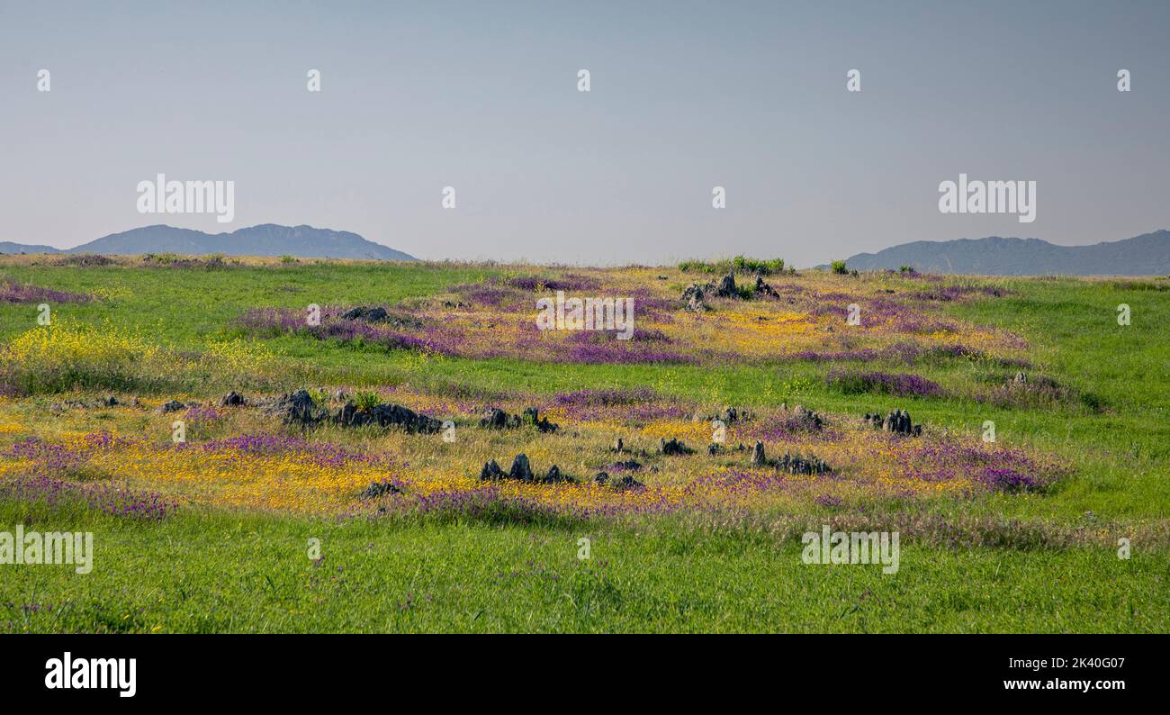 La Serena, wasteland islands with lavender and wildflowers in the greenland, Spain, Extremadura, Castuera Stock Photo