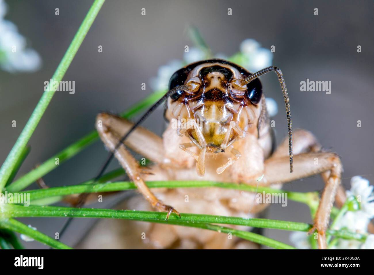 House cricket, Domestic cricket, Domestic gray cricket (Acheta domesticus, Acheta domestica, Gryllulus domesticus), portrait, Germany Stock Photo