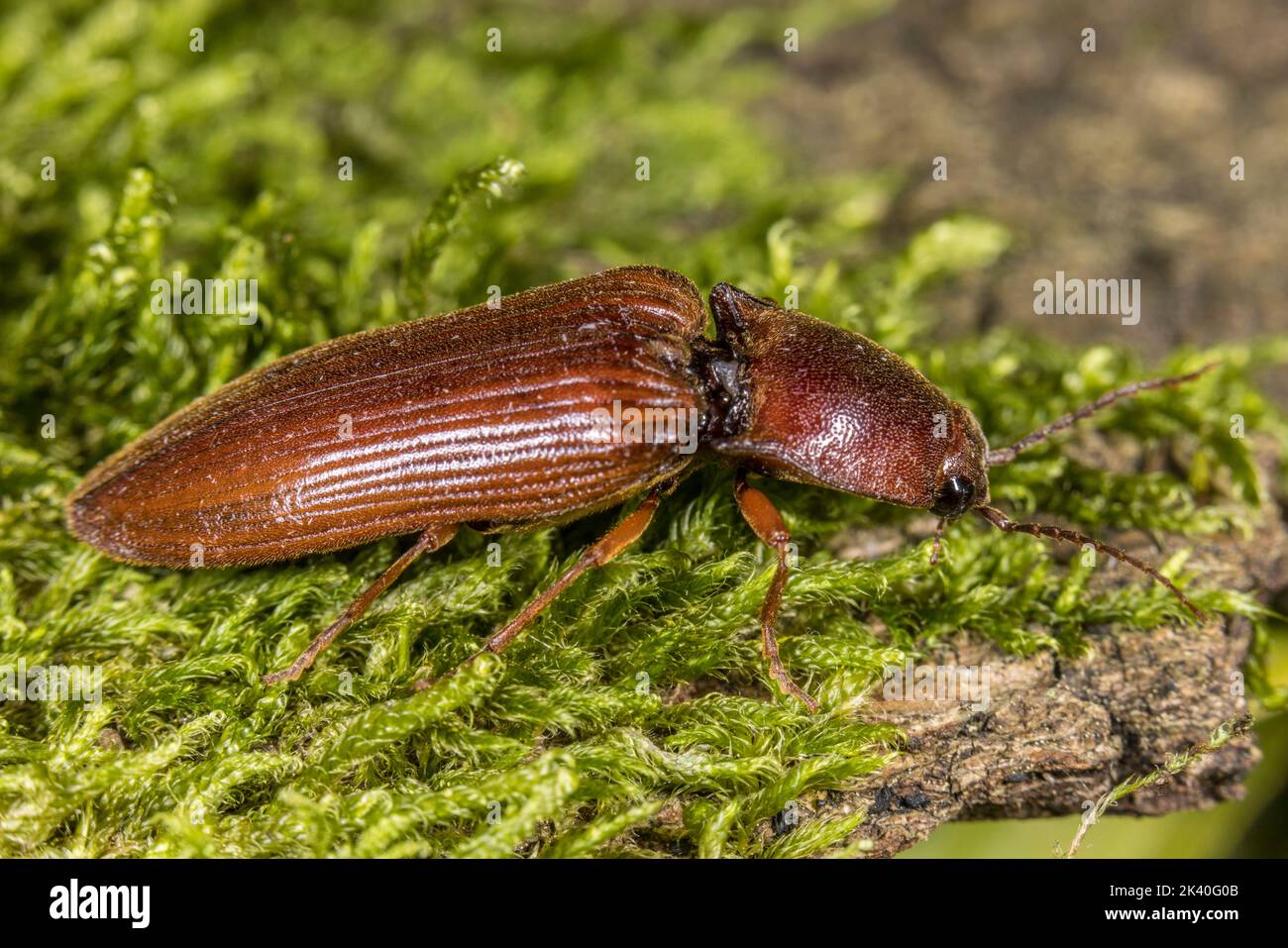 click beetle (Stenagostus rufus), on moss, Germany Stock Photo