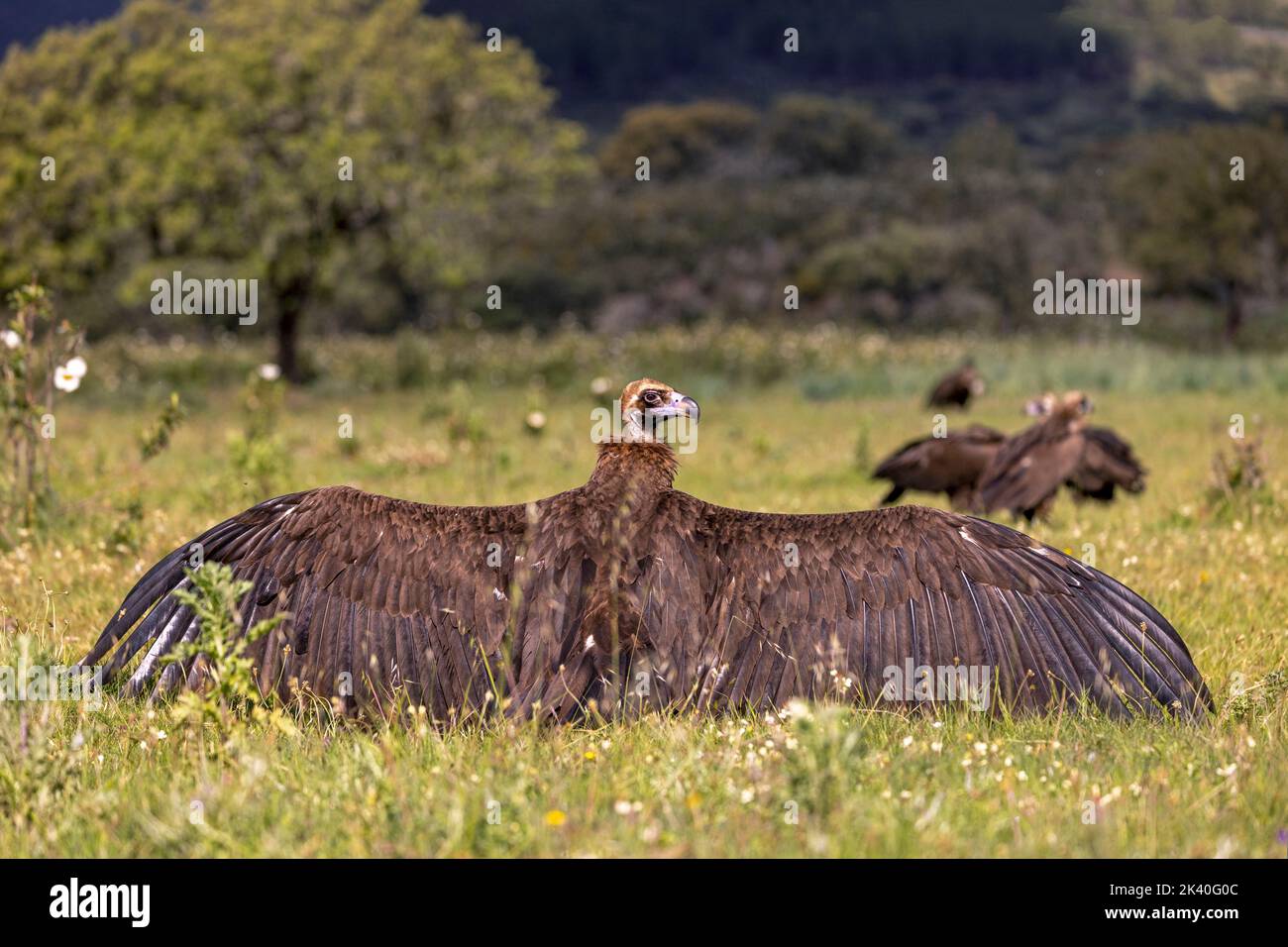 cinereous vulture (Aegypius monachus), young bird sunbathing in a meadow with outstretched wings, Spain, Extremadura, Sierra de San Pedro Stock Photo
