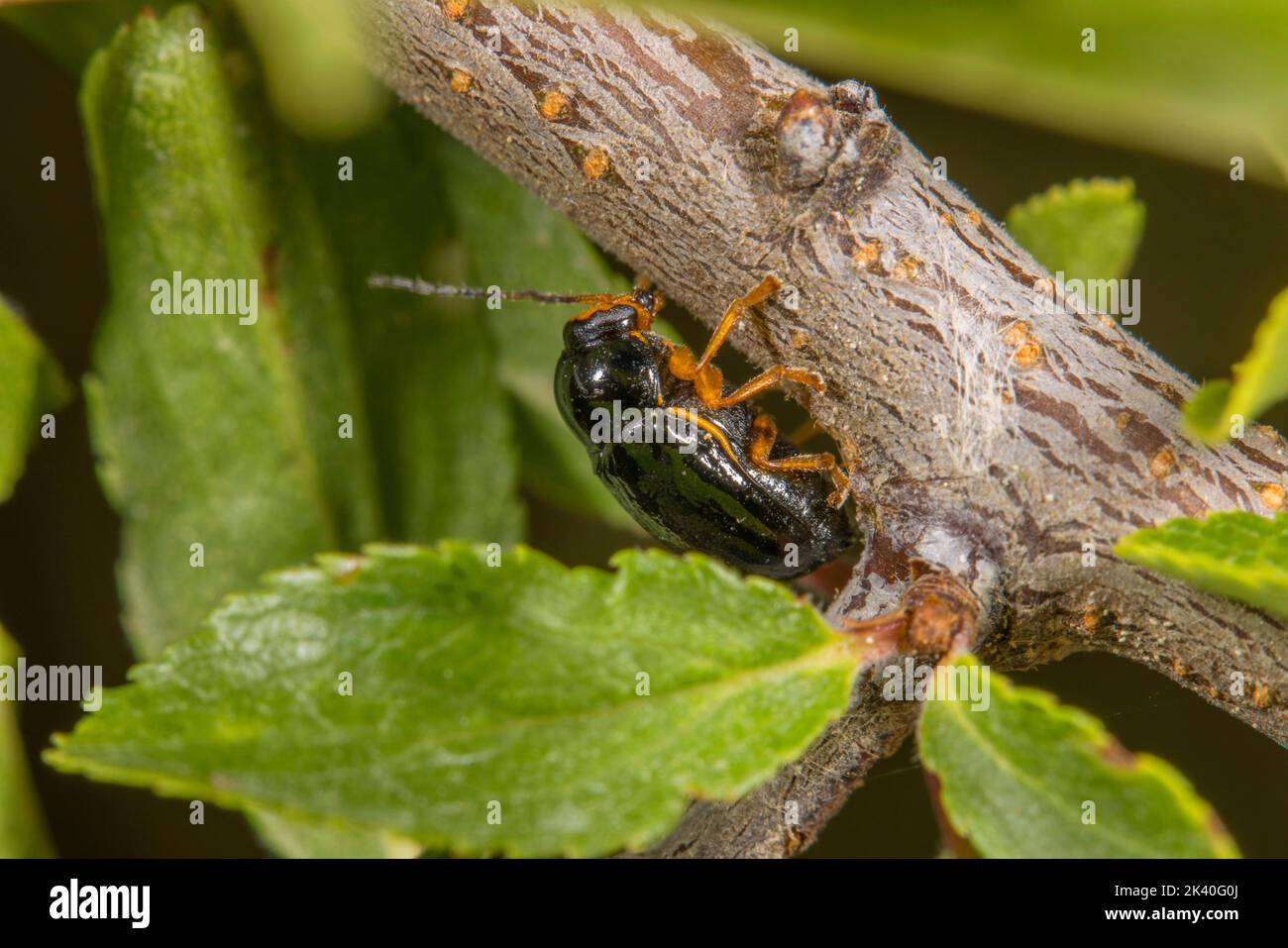 Leaf beetle (Cryptocephalus bameuli), sits on a twig, Germany Stock Photo