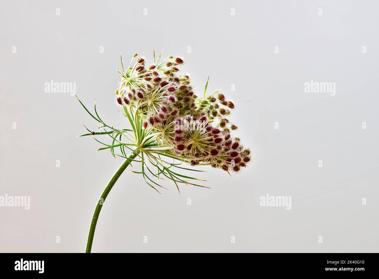 Queen Anne's lace, wild carrot (Daucus carota), fruiting inflorescence, Germany Stock Photo