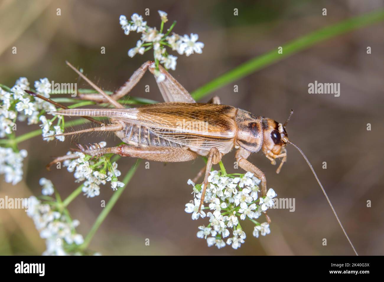 House cricket, Domestic cricket, Domestic gray cricket (Acheta domesticus, Acheta domestica, Gryllulus domesticus), female on an inflorescence, Stock Photo
