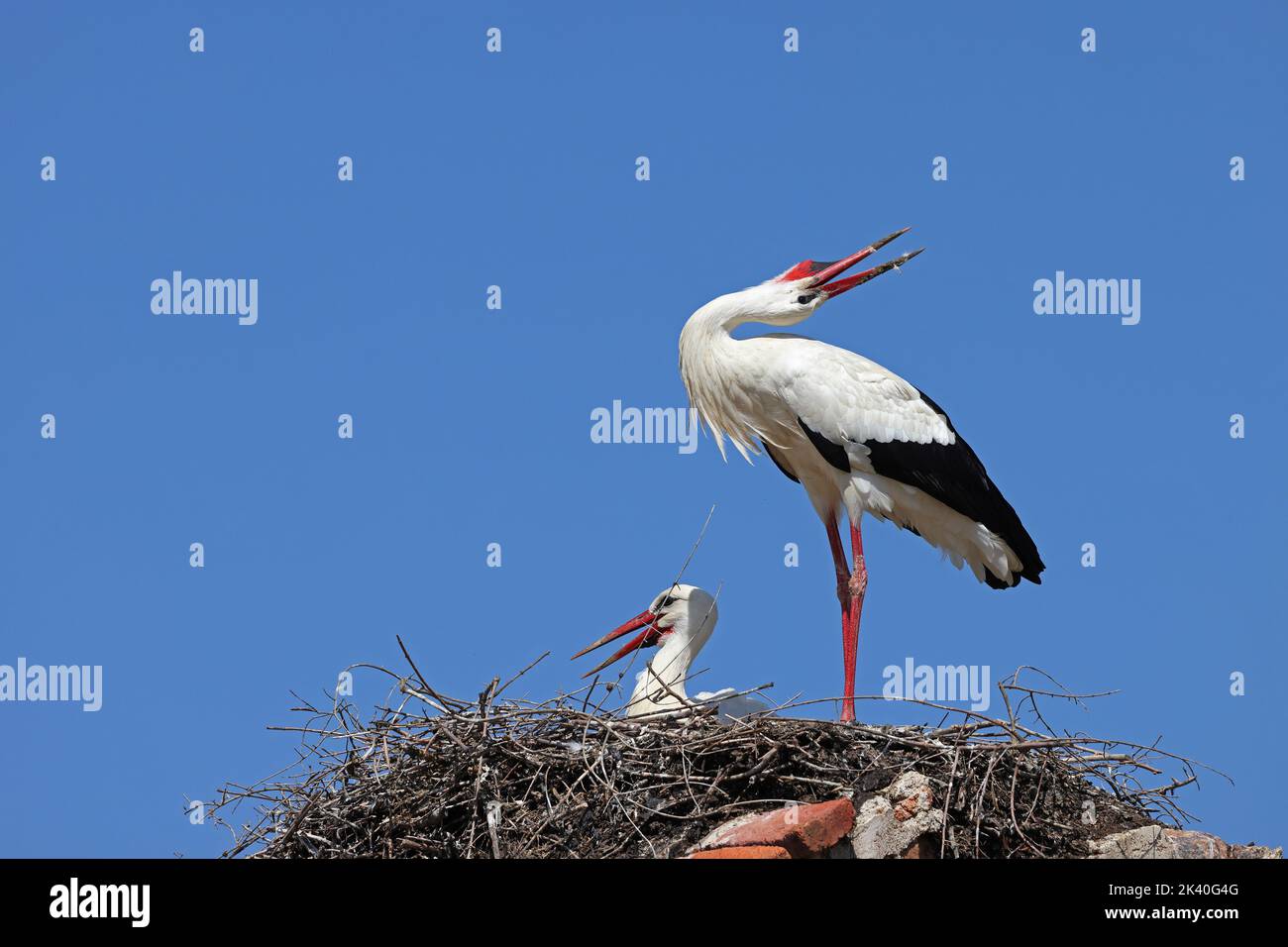 white stork (Ciconia ciconia), pair, greeting at the nest, Spain, Extremadura, La Serena Stock Photo