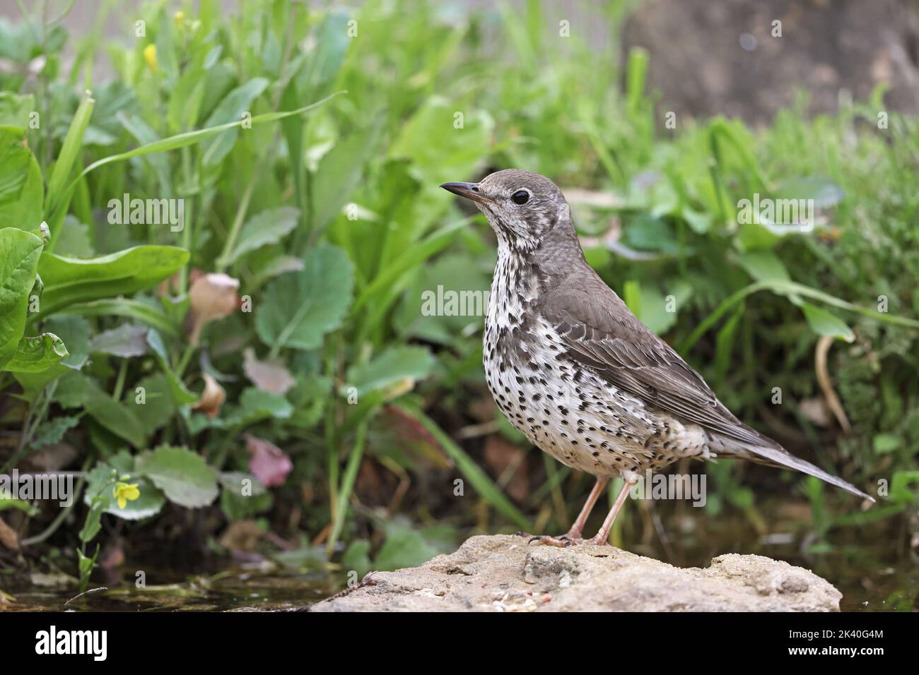 mistle thrush (Turdus viscivorus), stands at a waterplace, Spain, Losa del Obispo Stock Photo