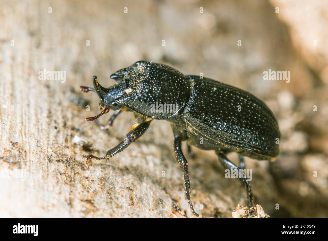 rhinoceros beetle, small European rhinoceros beetle (Sinodendron cylindricum), male on deadwood, Germany Stock Photo