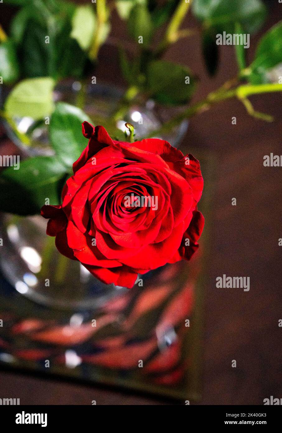 Roses in a vase at home still life UK  Photograph taken by Simon Dack Stock Photo
