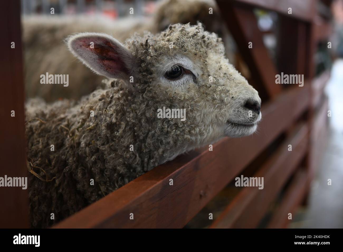 Side view of a lamb, or baby sheep, poking its head through the gap in a wooden gate, with shallow depth of field Stock Photo