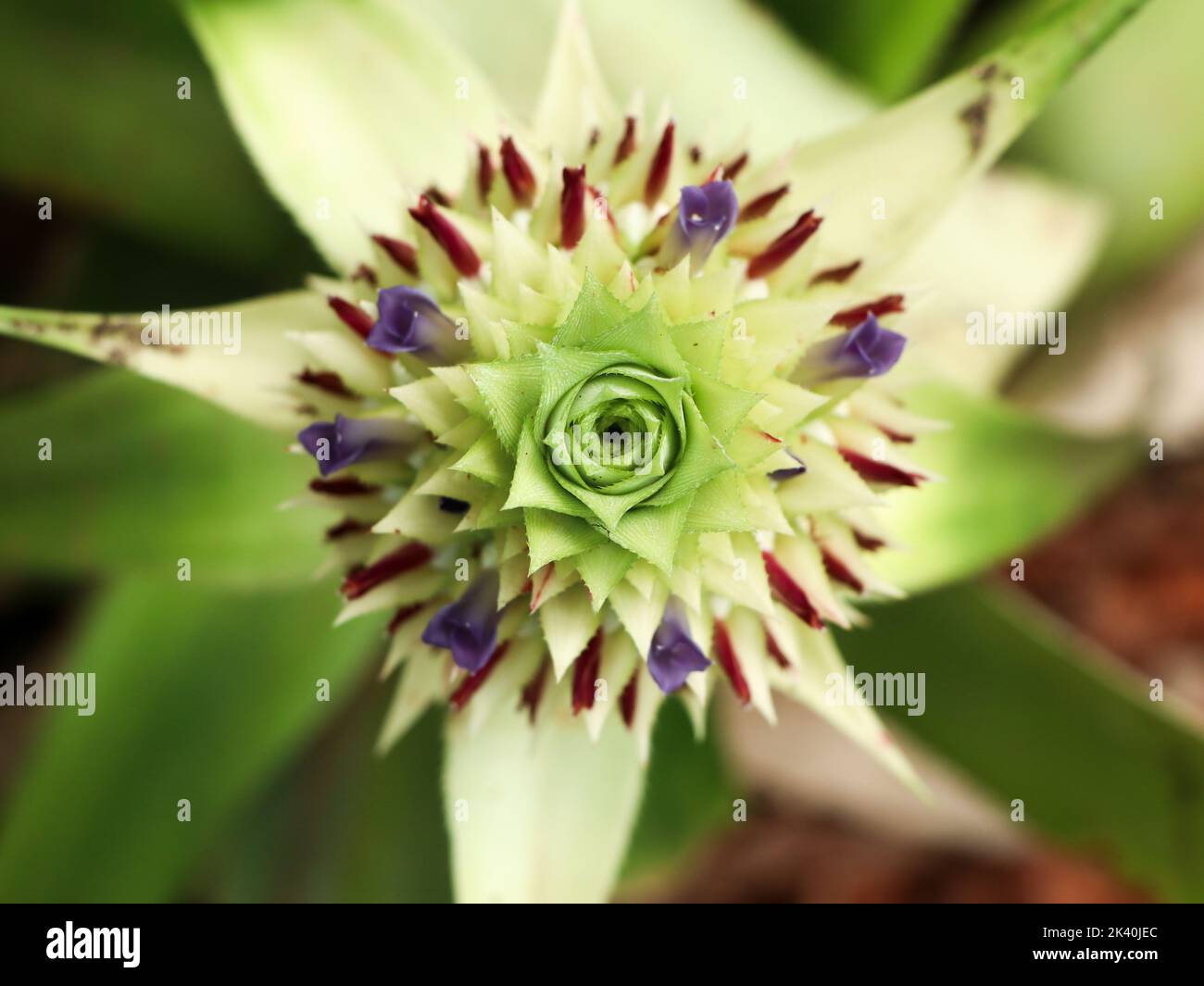 closeup of a baby green pineapple blooming from its flower in the agriculture farm Stock Photo