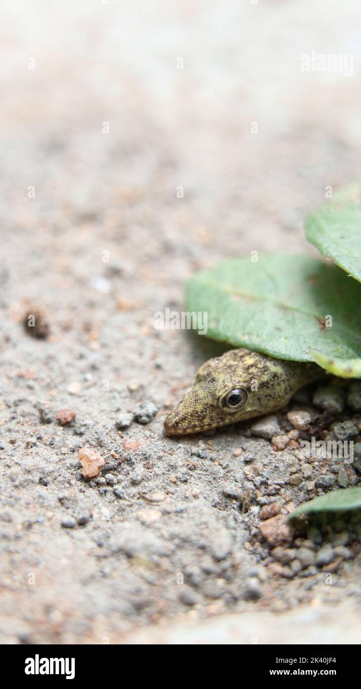 tiny lizard on the floor laying close to a leaf on summer Stock Photo