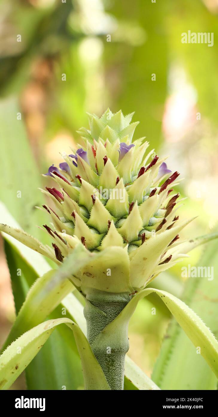 closeup of a baby green pineapple blooming from its flower in the agriculture farm Stock Photo