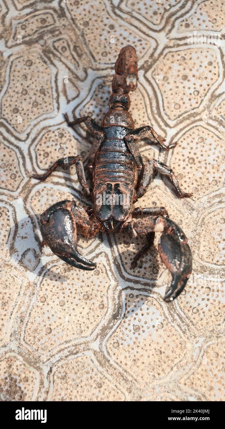 black scorpion ready to strike with its tail sting, covered in mud standing on the ground on a bright morning Stock Photo