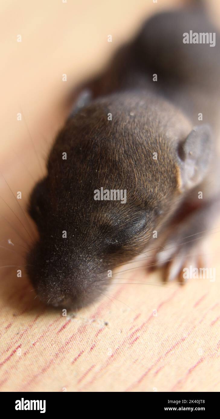 a cute little newborn rat baby laying sleeping isolated on a wooden table Stock Photo