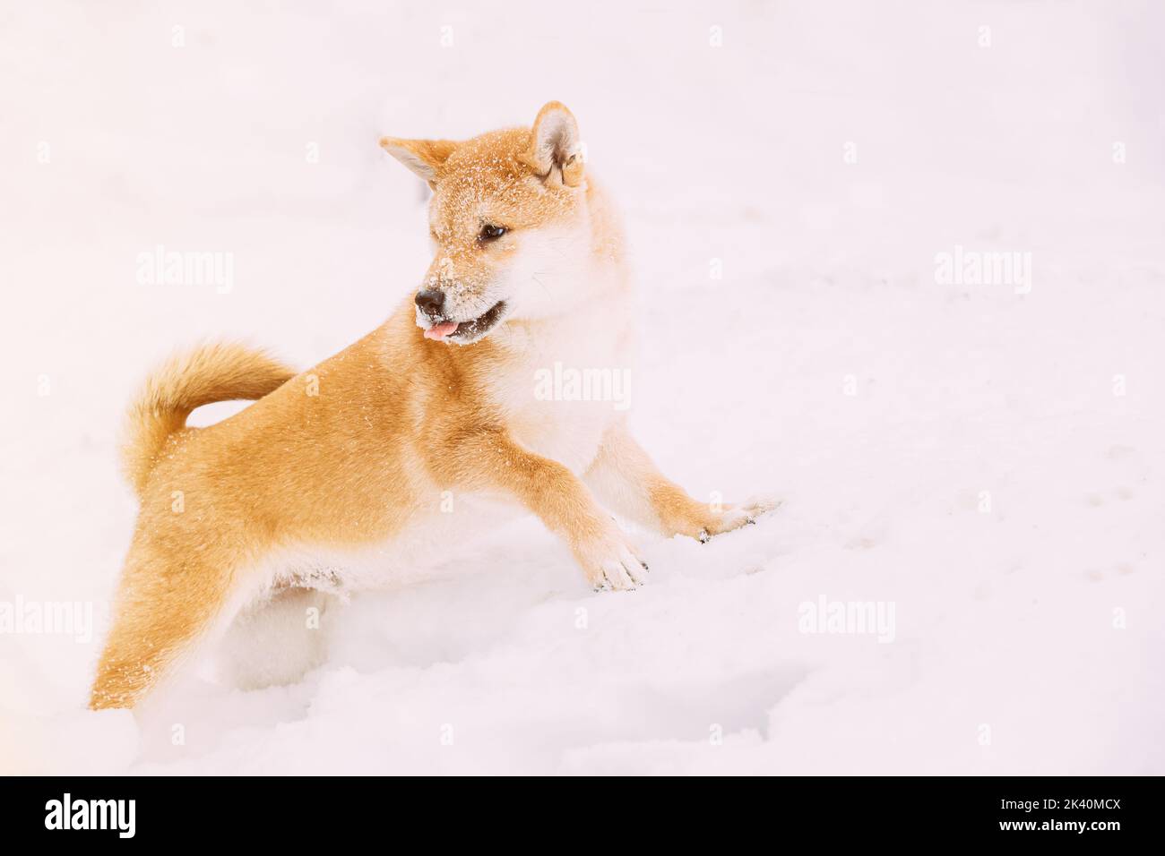Shiba Inu Playfully Through Snowdrifts. Curious Young Japanese Small Size Shiba Inu Dog Play Outdoor In Snow, Snowdrift At Sunny Winter Day. Copy Stock Photo