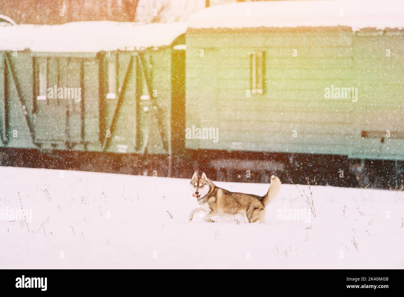 Young Husky Runs Playfully Through Snowdrifts Against Background Of Railway Cars. Dog Play Outdoor In Snow, Winter. Husky On Winter Walk Stock Photo