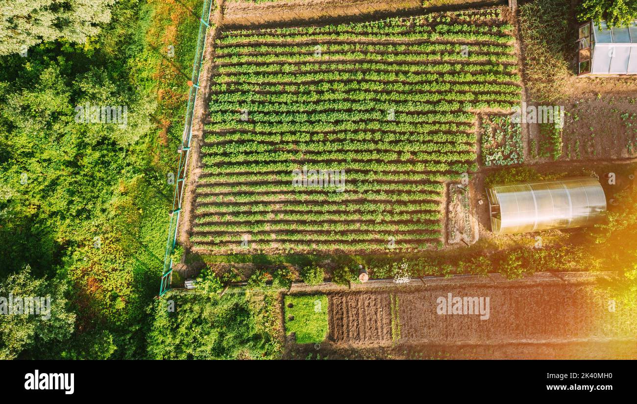 Close-up Aerial View On House Of Small Village. House And Vegetable Garden. Home Plantation At Summer Day. Village Garden. Household Plot Stock Photo