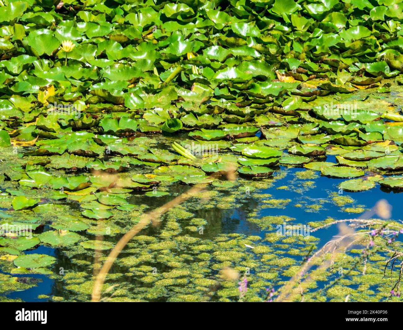 The Guadiana River invaded by the Yellow Water Lily Stock Photo - Alamy