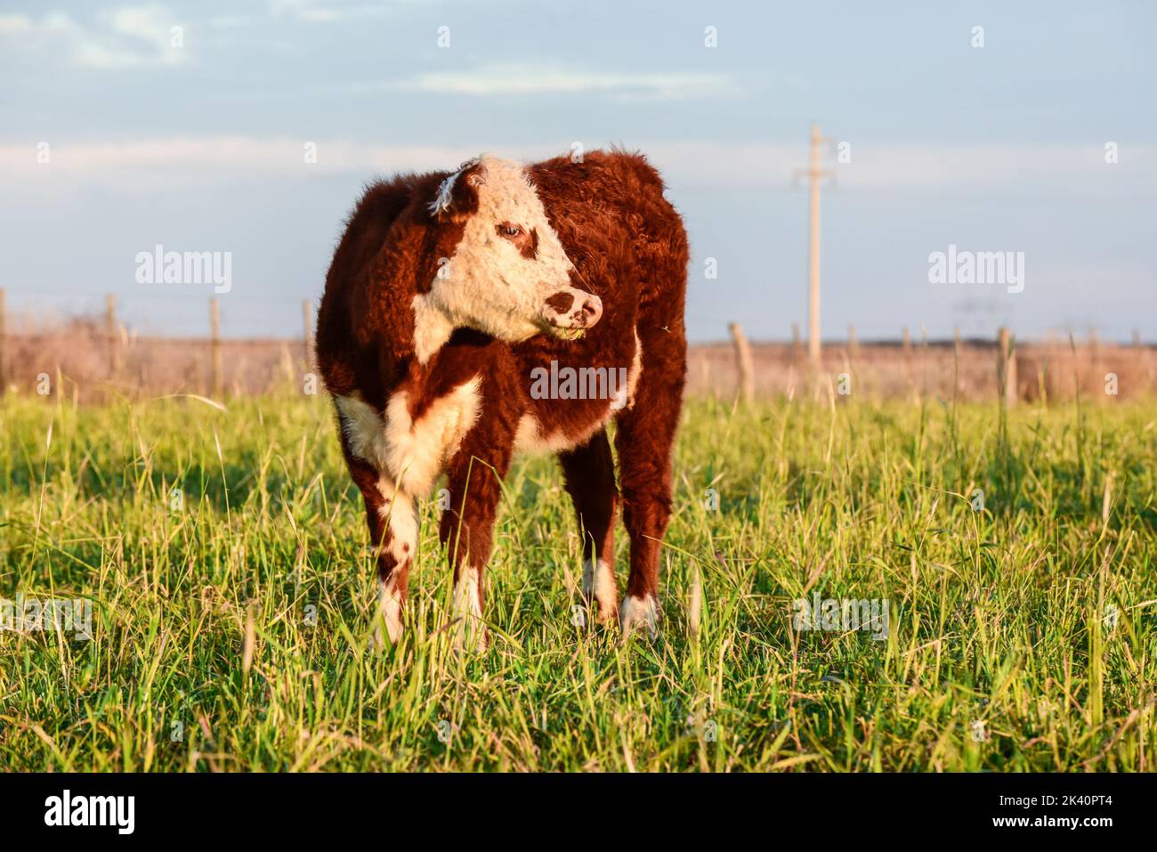 Monkey eating banana.South Africa Stock Photo - Alamy