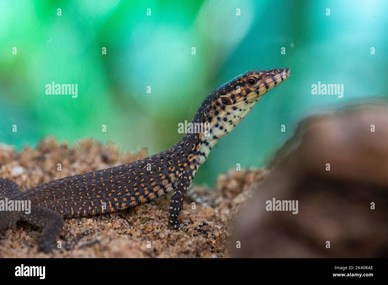 Cologne, Germany. 29th Sep, 2022. A 9dayold Mitchell's monitor lizard stands in its rearing