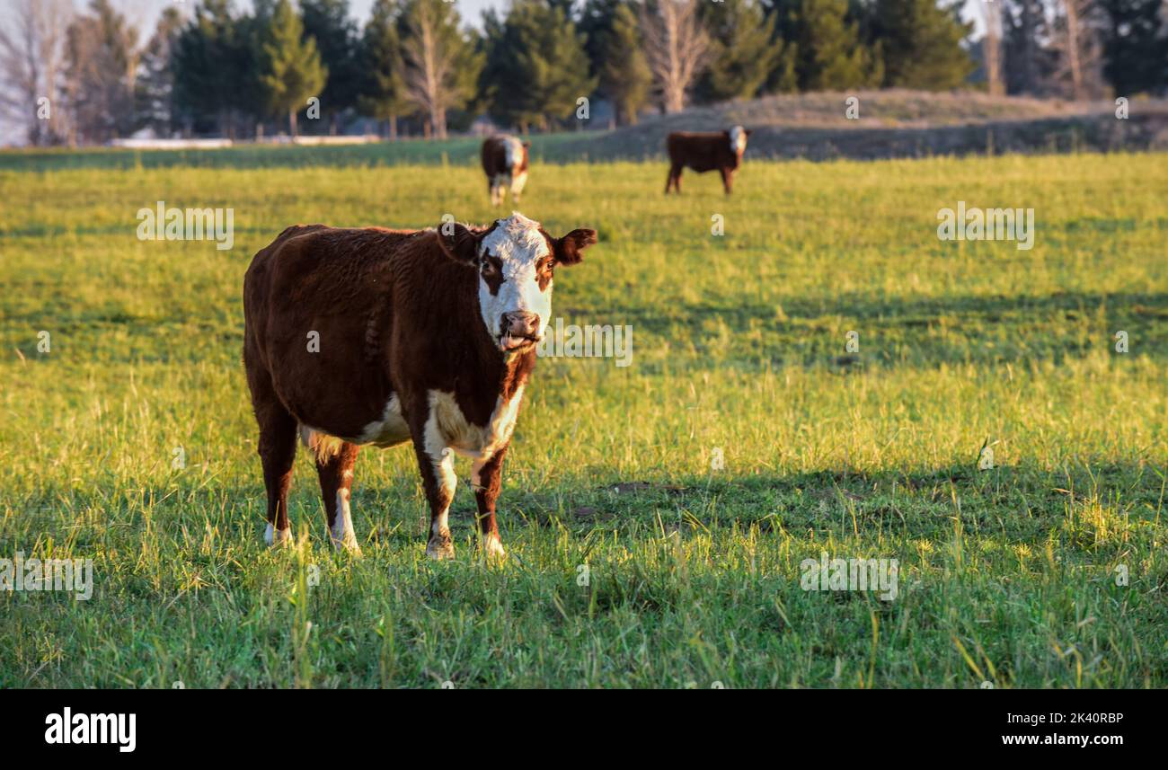 Monkey eating banana.South Africa Stock Photo - Alamy