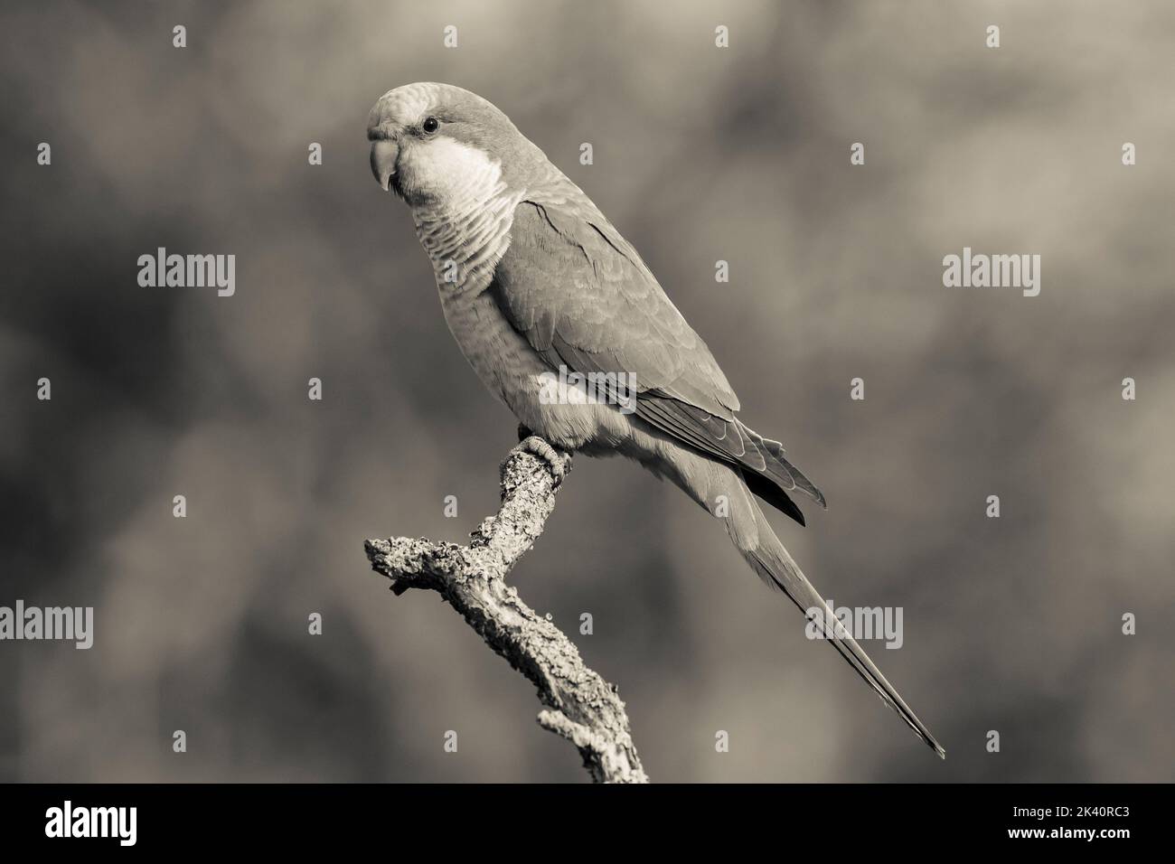 Monk parakeet, Myiopsitta monachus, in Pampas forest environment, La Pampa province, Patagonia, Argentina. Stock Photo
