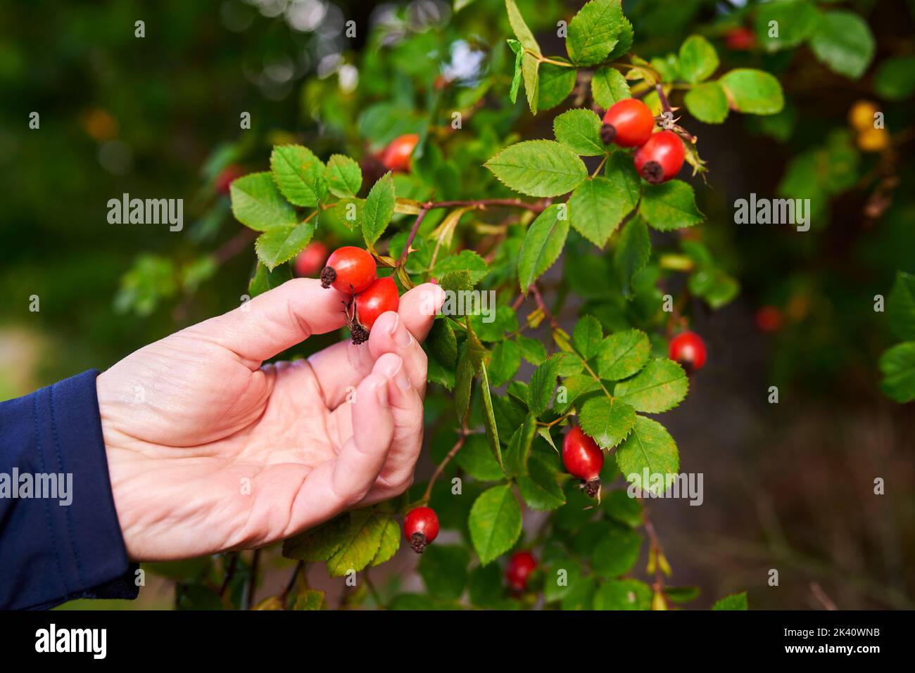 A woman's hand harvests red rose hips from a bush with green leaves on an autumn day. Close-up photo with a blurred background. Stock Photo