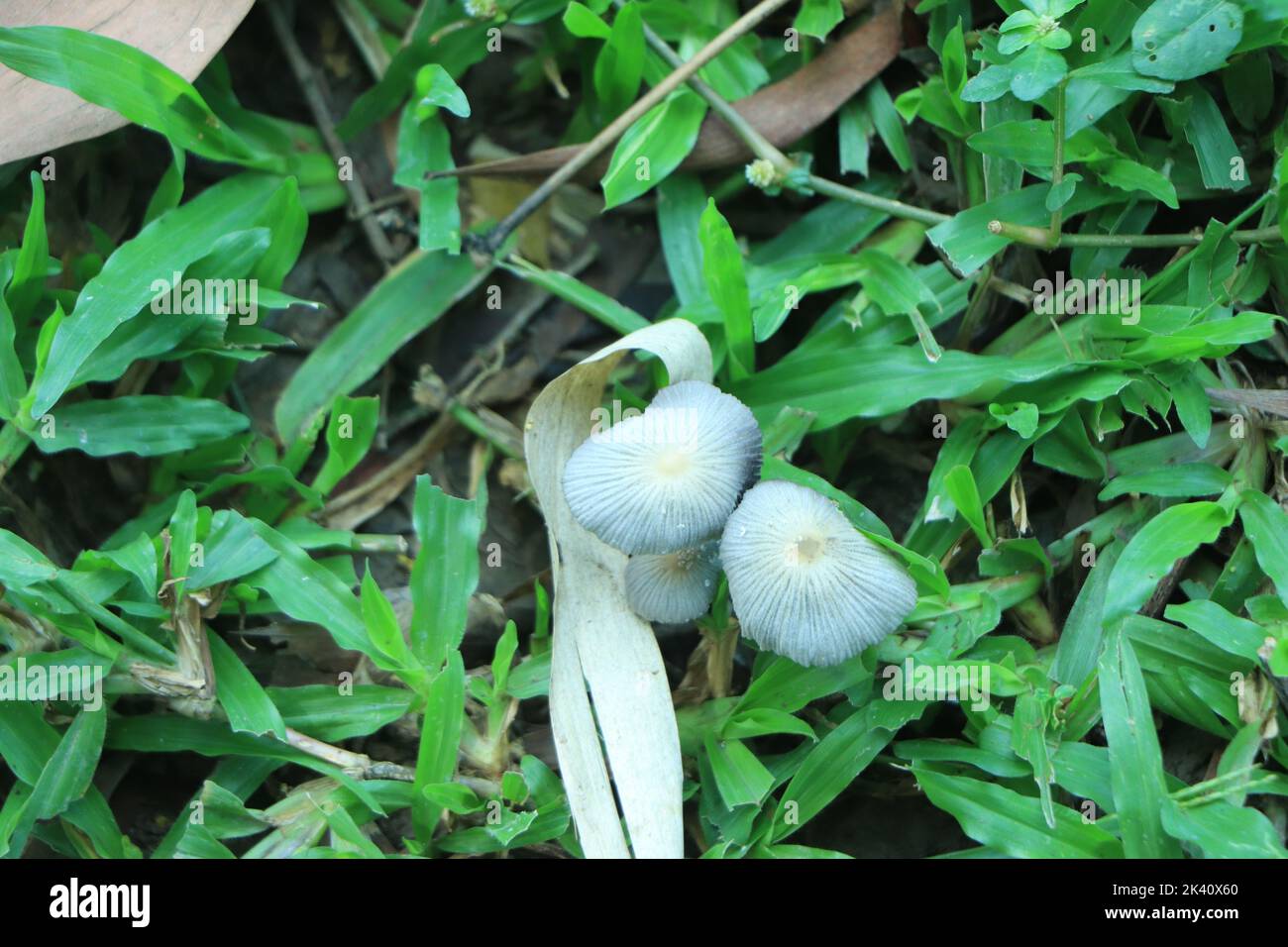 small inedible mushrooms, poisonous mushrooms forest background macro nature wild Stock Photo