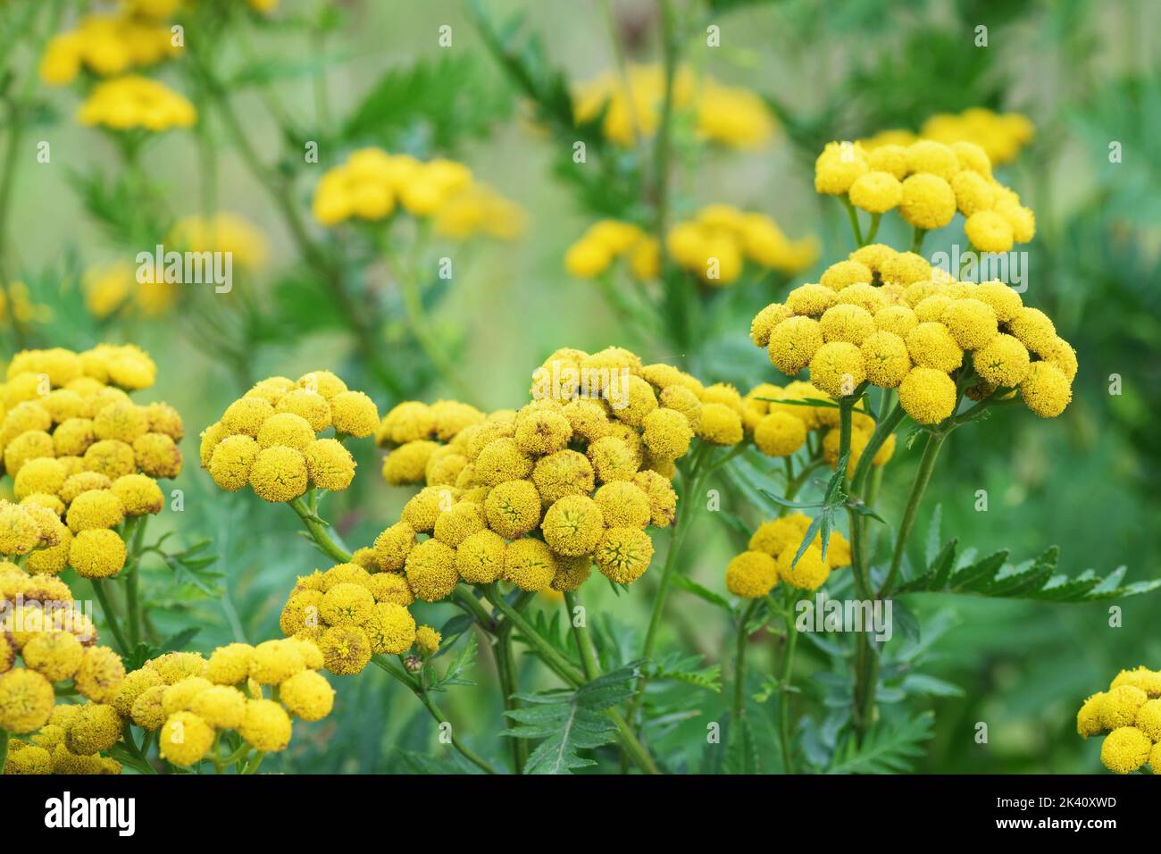 Yellow common tansy flowers in the green summer meadow. Tanacetum vulgare, bitter button, cow bitter or golden buttons. Wildflowers, botany and natura Stock Photo