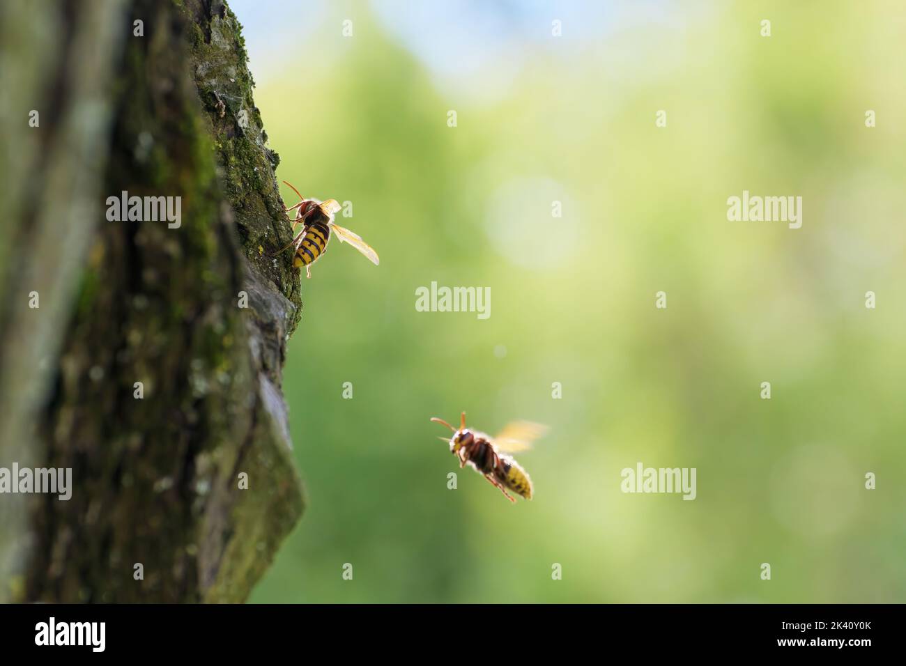 Hornets on apple tree trunk in the countryside. Entomology, insects Stock Photo