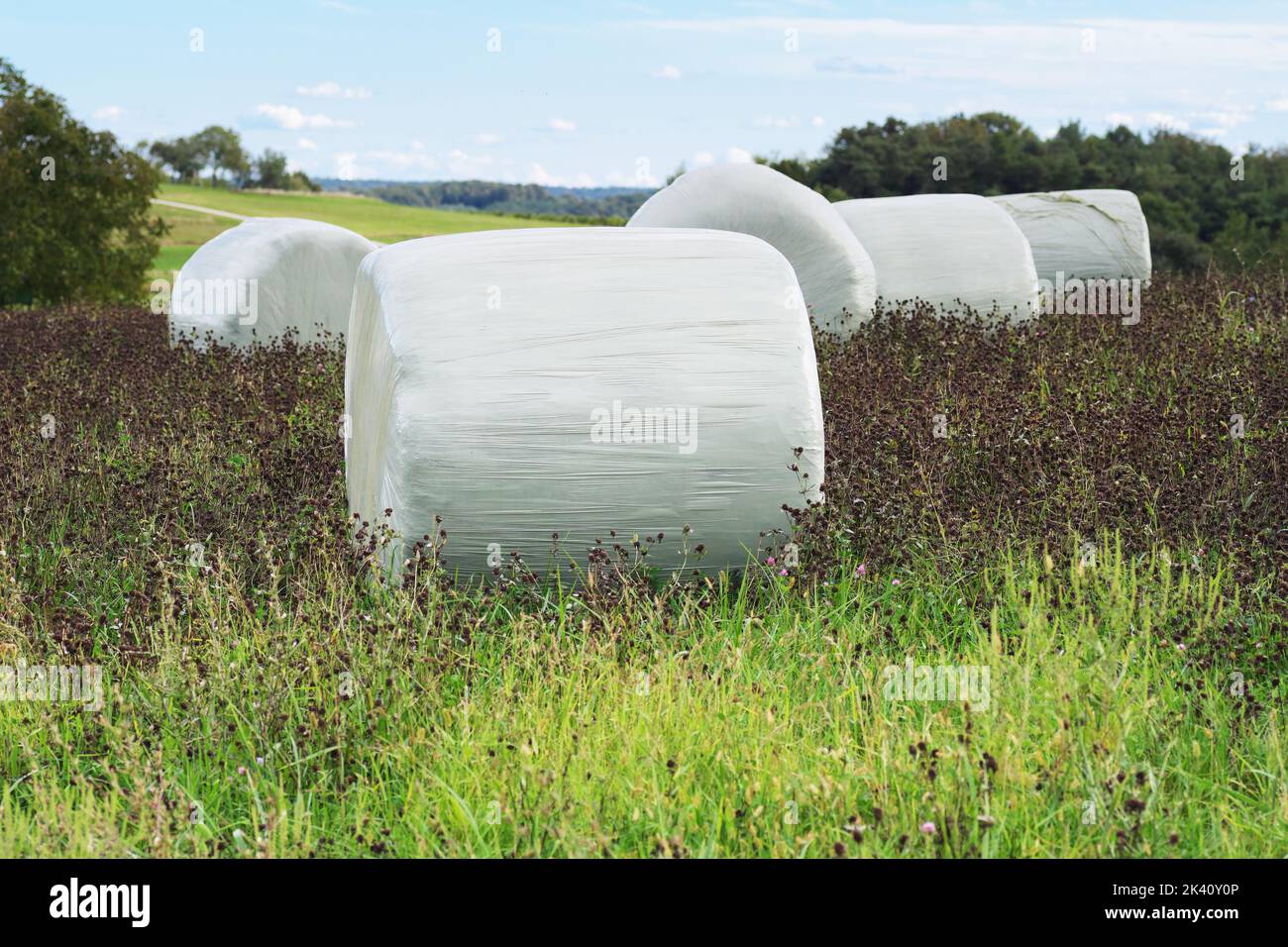 Round hay bales in plastic wrap in a lucerne field also known as alfalfa. Grazing, silage, agriculture and farming concepts Stock Photo
