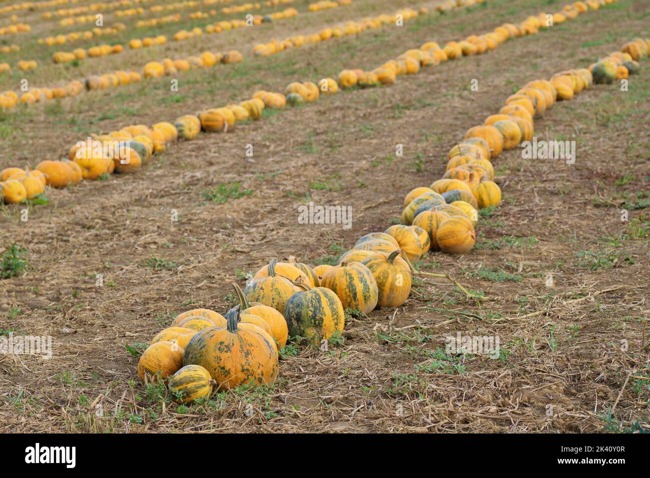 Yellow-green pumpkins stacked in rows in a cultivated agricultural field. Agriculture, farming, food and halloween concepts Stock Photo
