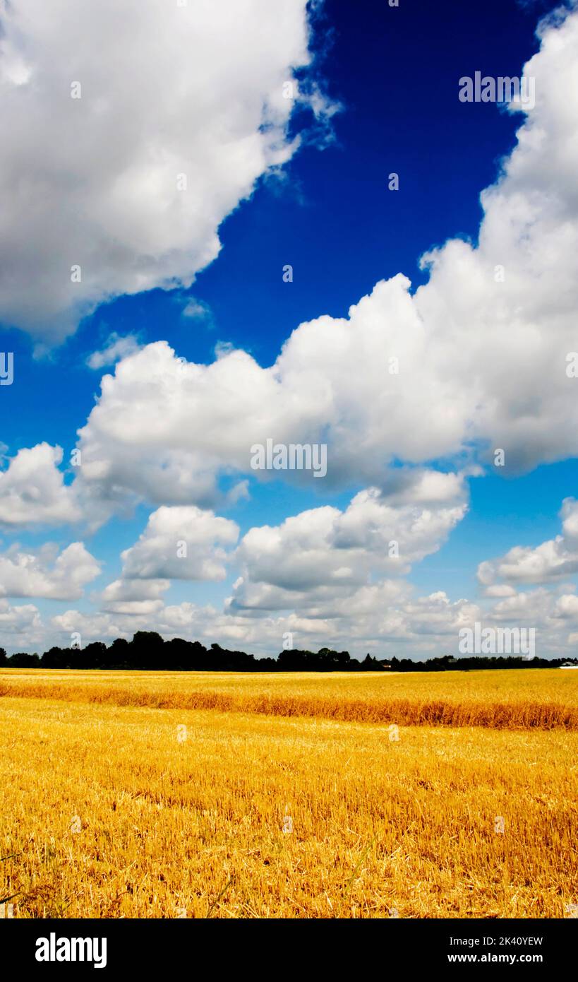 field of corn against a blue cloudy sky in a summer day Stock Photo