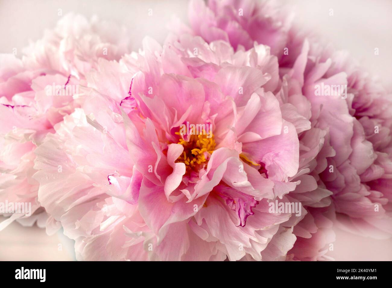 close-up to bouquet of pink peonies in romantic style for wallart and picture on wall Stock Photo