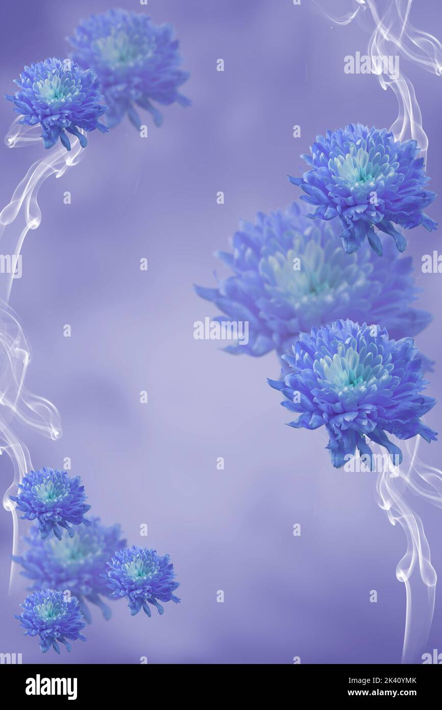 blue flowery floral romantic background with flowers daisy chrysanthemum and copy space Stock Photo