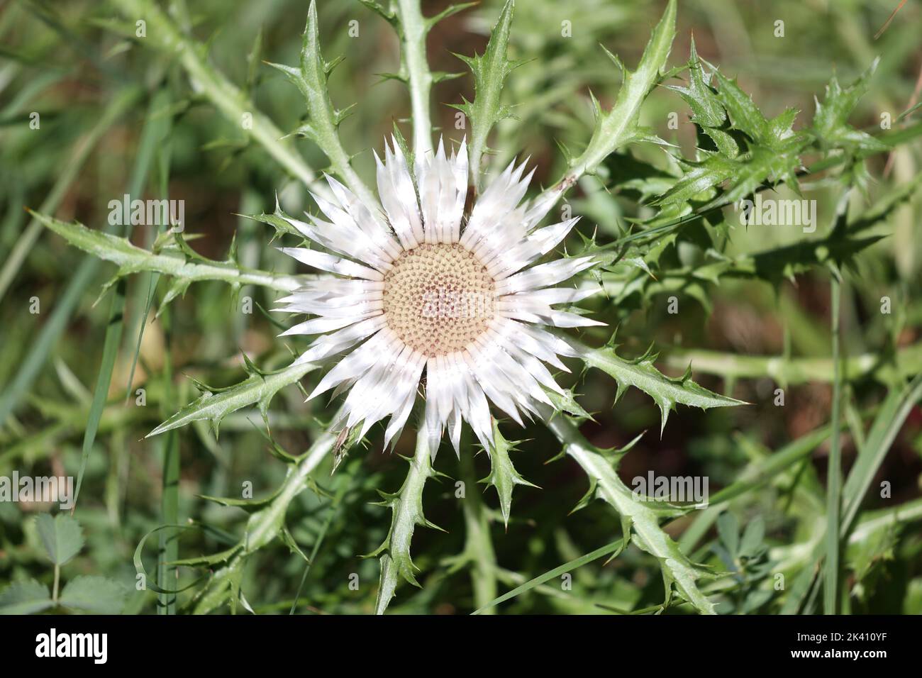 silver thistle flowering in the french alps in summer Stock Photo